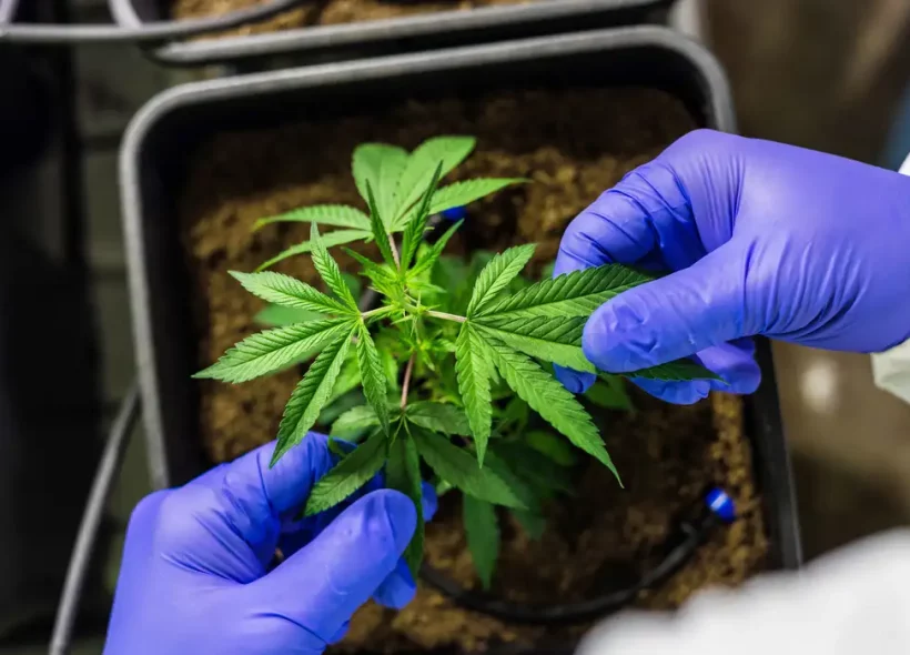 CCJ aprova PEC que criminaliza posse de qualquer quantidade de droga