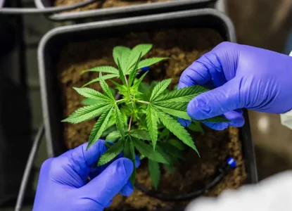 CCJ aprova PEC que criminaliza posse de qualquer quantidade de droga